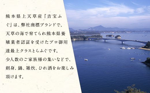 吉宝ふぐコース(34cm青磁皿全盛り・3～4人前)