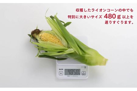 象もろこし（ライオンコーン）　大きいサイズのトウモロコシ　480ｇ以上8本入り(2024年8月下旬～発送開始予定)