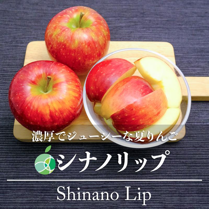 シナノリップ　りんご　贈答用　約3kg　8〜12玉　長野県産　敬老の日　2023　フルーツ　ギフト