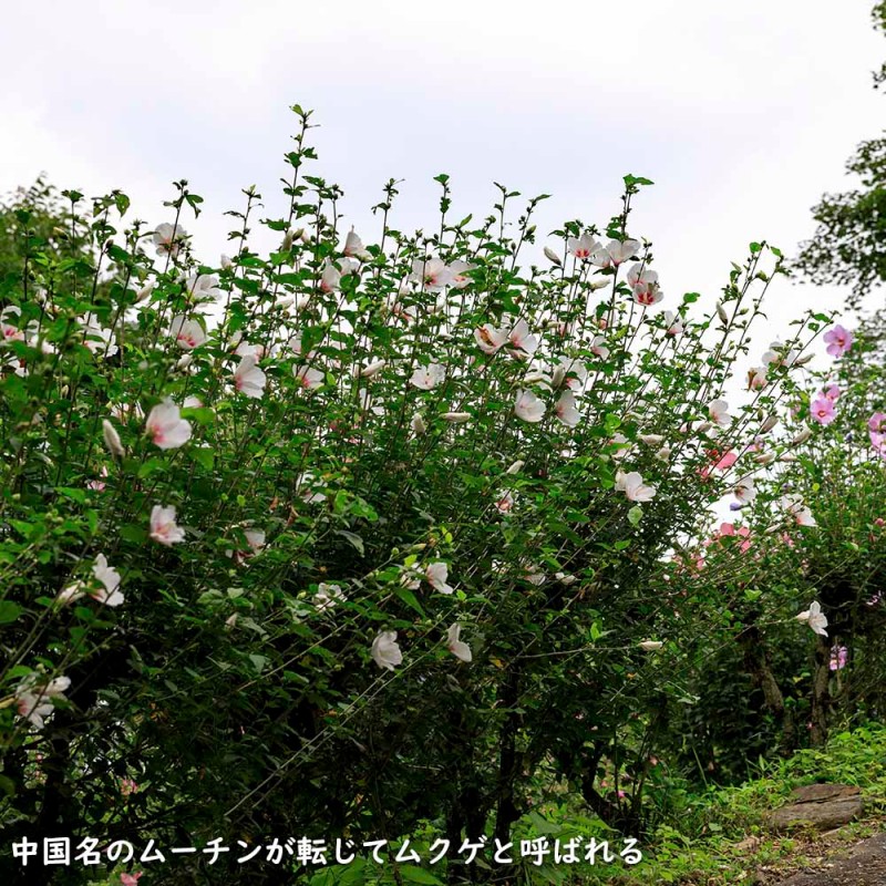 ムクゲ (品種指定不可) 0.3m 10.5cmポット 苗 | LINEブランドカタログ