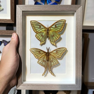 【現貨】🦋伊莎貝拉蝶🦋「一對裱框」蝴蝶 昆蟲 模型 乾貨三角紙包裝 #非活體 #類模型 #藝術品