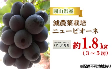 ぶどう 2024年 先行予約 ニュー ピオーネ 約1.8kg 3～5房 減農薬栽培 ブドウ 葡萄  岡山県産 国産 フルーツ 果物 ギフト  ばんの農園