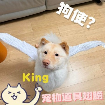 【臺灣出貨】寵物專用天使羽毛翅膀 輕盈柔軟羽毛穿戴無負擔不壓身 可愛天使風狗狗專屬裝飾配件 軟萌造型打造夢幻氛圍超好拍照