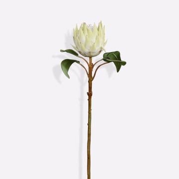 Single Protea Cynaroides