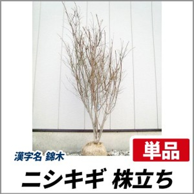 ニシキギ 株立ち 樹高1.0m前後(根鉢含まず) 単品 落葉 株立ち 植木 ...