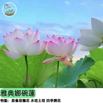 🏺【希臘女神降臨】雅典娜碗蓮種子 微型荷花 桌上型蓮花 陽台盆栽 四季開花 淨化水質  新手必成