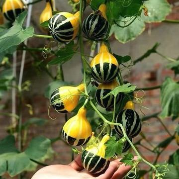 台灣現貨現發 小頑童 墨西哥葫蘆觀賞小南瓜種子 飛碟海星花瓣兒聚寶盆辣子罐賭青皮發芽率高達%90