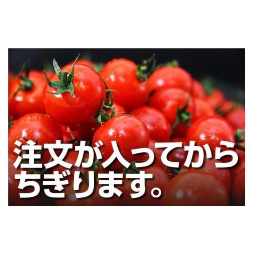 ふるさと納税 熊本県 玉名市 ソムリエミニトマト 食べ比べ3kg (プラチナ ダイヤ)