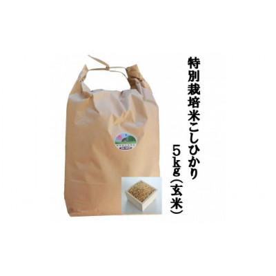 ふるさと納税 大山町 特別栽培米こしひかり5kg(玄米)