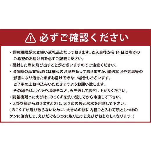 ふるさと納税 熊本県 上天草市 期間限定!活、匠の車えび約900g(約26〜38尾)