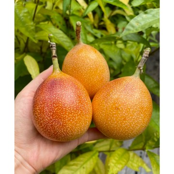 現貨 哥倫比亞熱情果種子（150粒）純甜百香果 原生百香果種子當年掛果水果種子 爬藤植物種植 水果種植 年年掛果 高產盆