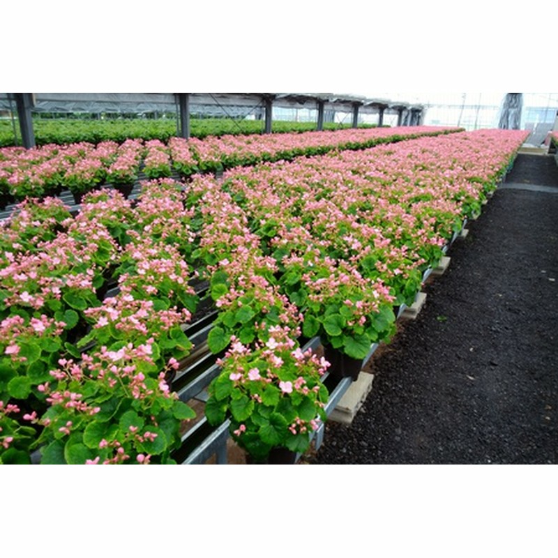 鉢花 ベゴニア ラブミー 5号鉢 2鉢 鉢花 ふるさと納税 敬老の日ギフト ベコニア H 通販 Lineポイント最大1 0 Get Lineショッピング