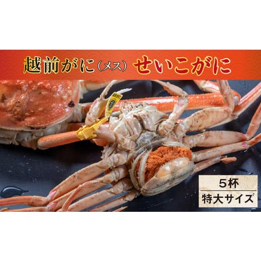 ふるさと納税 福井県 越前市 越前がに（メス）「せいこがに」 特大サイズ 220g前後 × 5杯