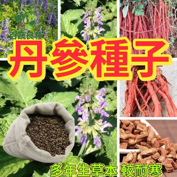 【丹參種子】血生根種子 紫花丹參 紅花丹參 名貴中藥材 多年生 新易種植 藥用種子大紅跟泡茶藥用種子丹蔘 活血蔘 血蔘