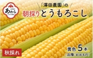 秋とうもろこし 5本 おおもの 黄色 朝採り ／ 期間限定 数量限定 ハウス栽培 産地直送 甘い スイートコーン とうもろこし 野菜 あわら ※2024年10月10日より順次発送