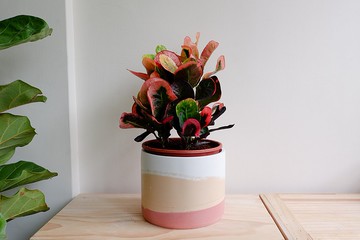 初泥 true nii | 彩顏水泥盆(6吋盆) -夏日陽光