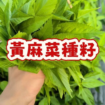 台灣黃麻菜種子 青梗菜種 長蒴黃麻 埃及國王菜 埃及帝王菜 葉用黃麻 莫拉海耶 摩洛海耶 營養蔬菜 家庭菜園 陽台盆栽