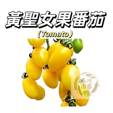 嘉義現貨（聖女番茄種子FQ-30FQ-31）黃色小番茄紅色小聖女果矮生小西紅柿盆栽果菜蔬菜種子#tomato