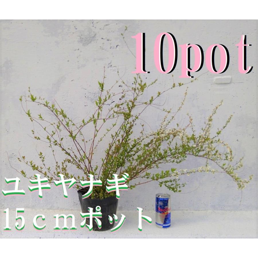 ユキヤナギ 1ポット 白花 15cmポット 雪柳 落葉樹 苗 バラ科 シモツケ属 枝垂れるように咲く