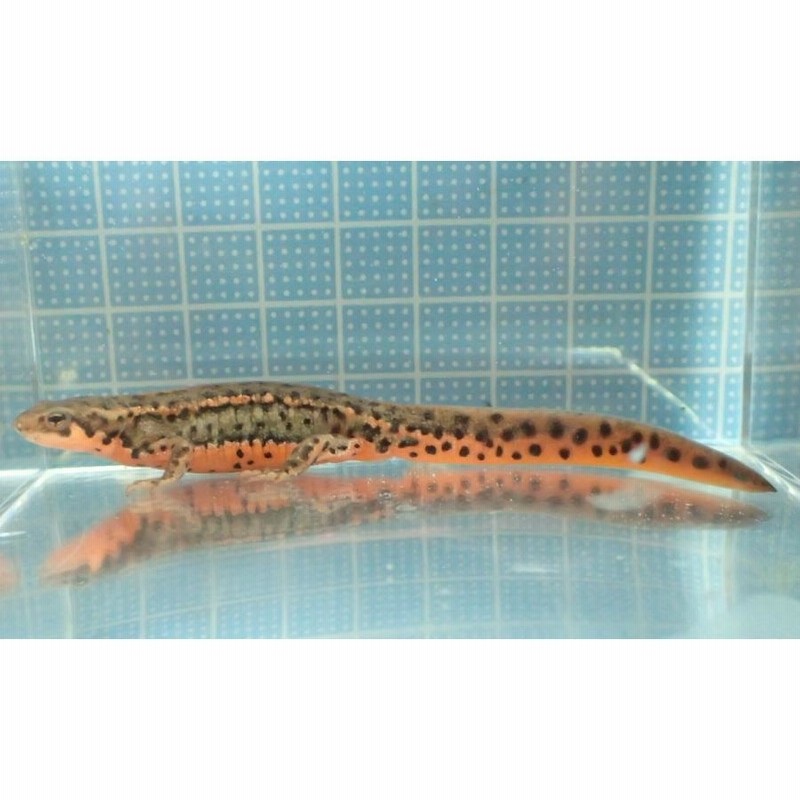 アカハライモリ個体自家繁殖個体1ペア2021年生まれ（西南九州