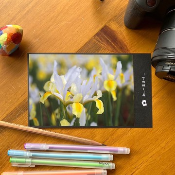 手工限量攝影明信片-鳶尾花/台灣小物攝影