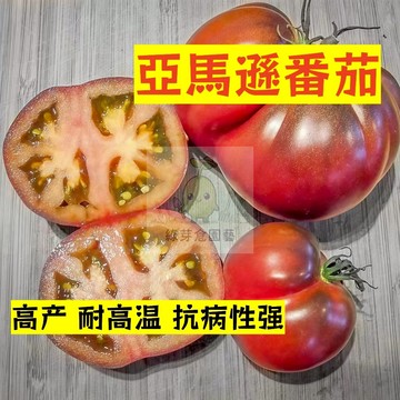 🌱早熟高產 亞馬遜番茄種子FQ-95  耐高溫 高產 抗病性强 易生長  抗病抗旱易種植 高產水果番茄 蔬菜種子#果菜類