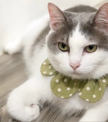 阿幻家 大腸花圈 點點系列 手工特製寵物項圈-現貨