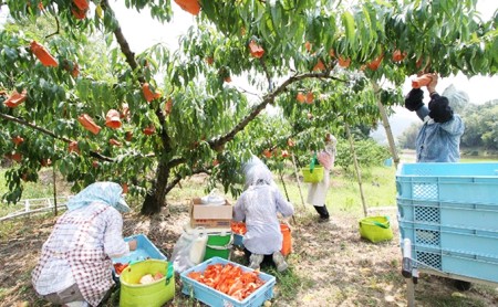 桃 2024年 先行予約 特選 岡山清水白桃 6玉 約1.5kg もも モモ 岡山県産 国産 フルーツ 果物 ギフト