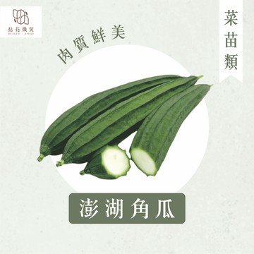 【拈花微笑】澎湖絲瓜｜3 吋｜菜苗 料理｜食用蔬菜｜調味料｜烹飪｜有機｜蔬果｜在地品種
