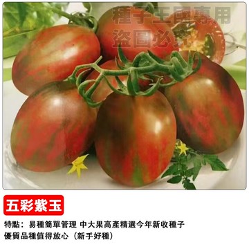 台灣當季五彩紫玉番茄種子 家庭陽台菜園 盆栽觀賞食用 迷你小番茄  新手易種 豐收率高  耐熱品種 結果率高