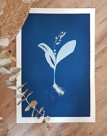 藍晒植物圖鑑∣鈴蘭∣ 8K裸圖