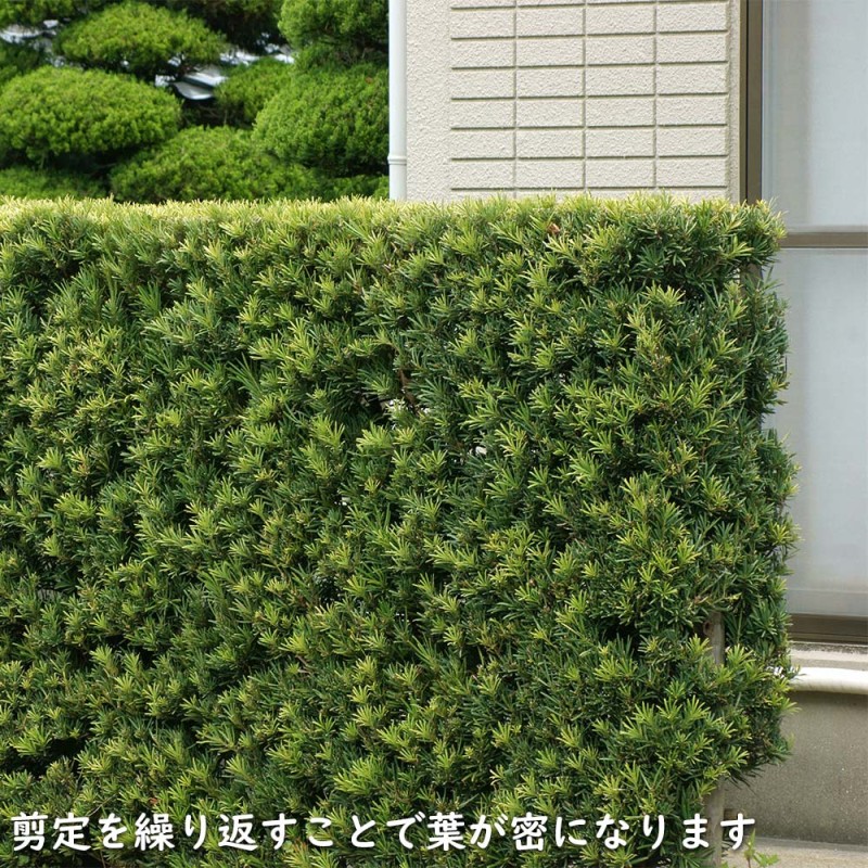 Mick様ラカンマキ5本