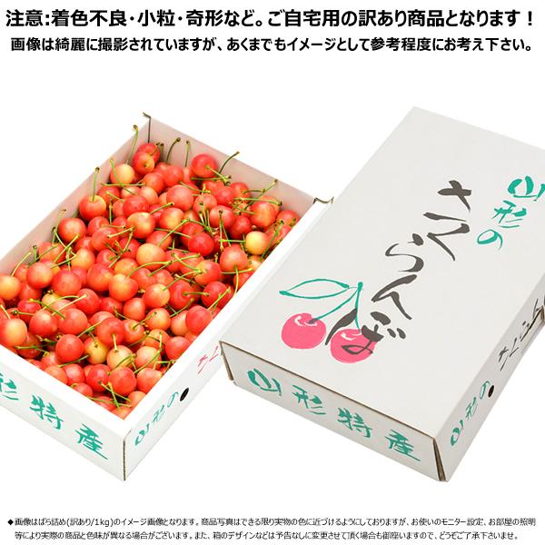 山形県産 訳あり さくらんぼ 佐藤錦 1kg (Lサイズ ばら詰め) 露地 わけあり 1.0kg 家庭用 自宅用 山形県 産地直送 送料無料 お取り寄せ