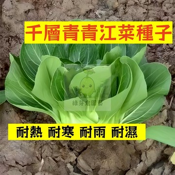 🌱早熟高產 🥬千層青青江菜種子QJC-6 四季可種 耐熱 耐寒 湯匙菜 上海青 不挑土壤 易種植田栽庭院盆栽蔬菜種子