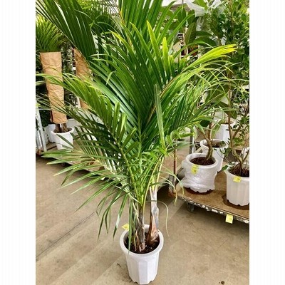 観葉植物 トックリヤシモドキ 10号 トックリヤシモドキ10号 （豪華ラッピング） | 15,000円 | 胡蝶
