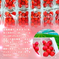 農家直送 朝採り新鮮いちご[(約270g)×4パック] 福岡県産 先行予約 2023年11月より順次発送　NY001