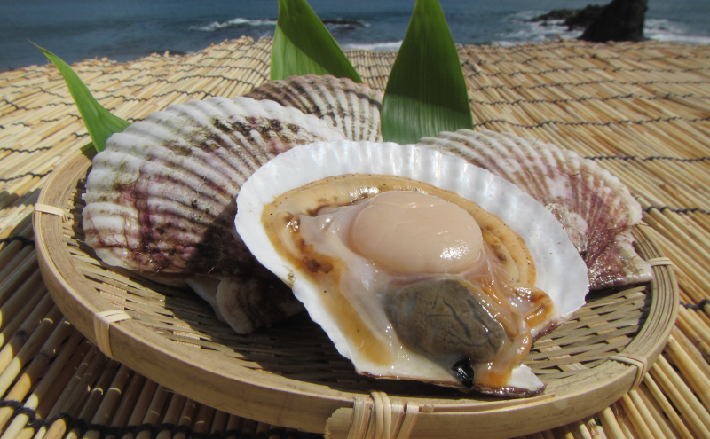 北海道 豊浦町 殻付き 三年貝 ホタテ 4kg ×2箱 ほたて 貝 海鮮 海 帆立 噴火湾