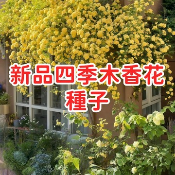 【新品四季木香花種子】七里香 木香藤 攀藤植物 香花花卉 庭院圍籬 陽台盆栽 多季開花 生長強健 適合台灣氣候 好栽種
