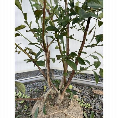 ブルーベリー ブライトウェル 株立ち 約1.5m 特大植木苗木 一点
