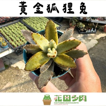《花田多肉》🌵【黃金狐狸兔】 3吋盆 多肉植物/戶外植物/多肉植物/景天科/多肉