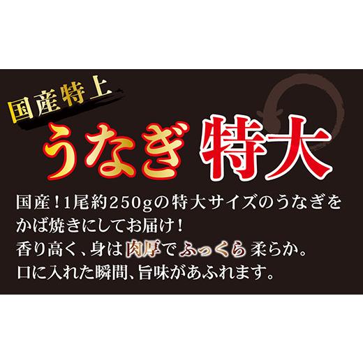 ふるさと納税 福井県 越前市 国産！特上うなぎのかば焼き 約250g × 2尾× 2回お届け （毎月お届け）