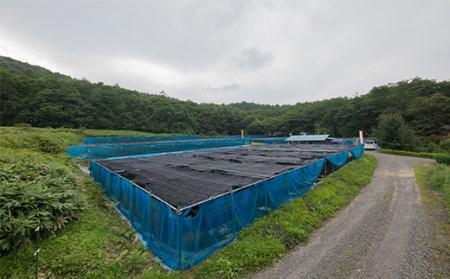 生わさび 300g ／わさび 山葵 ワサビ 生 国産 調味料 薬味 刺身 ステーキ 蕎麦 和え物 漬け物 刻み おろし 辛味