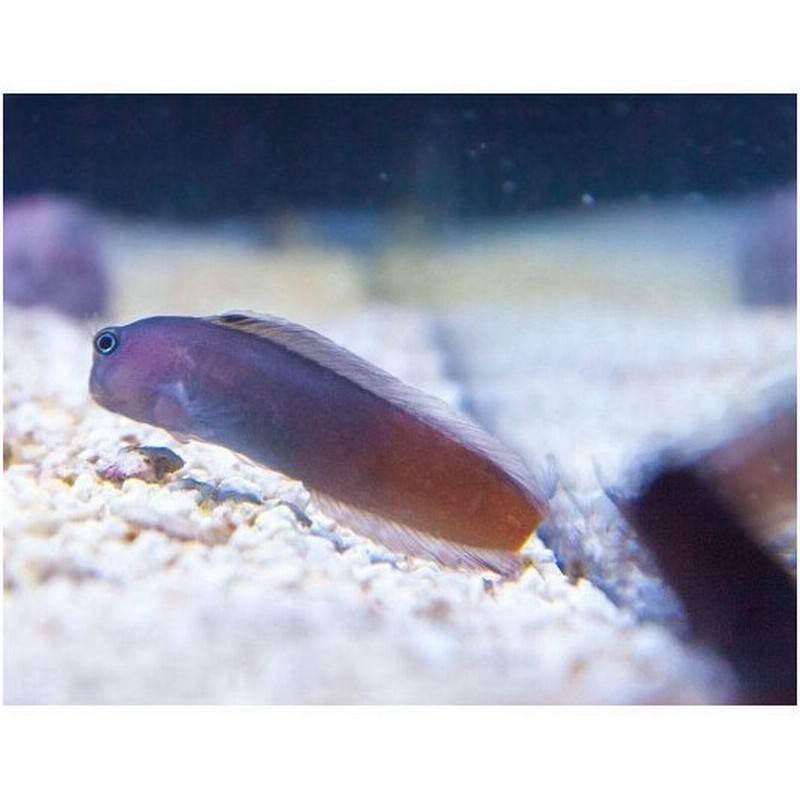 海水魚 ギンポ フタイロカエルウオ 4cm 1匹 通販 Lineポイント最大get Lineショッピング