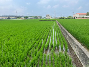 台慶大勝-近苗栗高鐵｜二期 雙面臨路方正美農地｜苗栗縣後龍鎮二張犁段