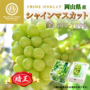 [最短順次発送]  シャインマスカット 晴王 1房 約600-700g 岡山県産 大粒 はれおう マスカット 高糖度 果実 夏ギフト 暑中見舞い 夏ギフ