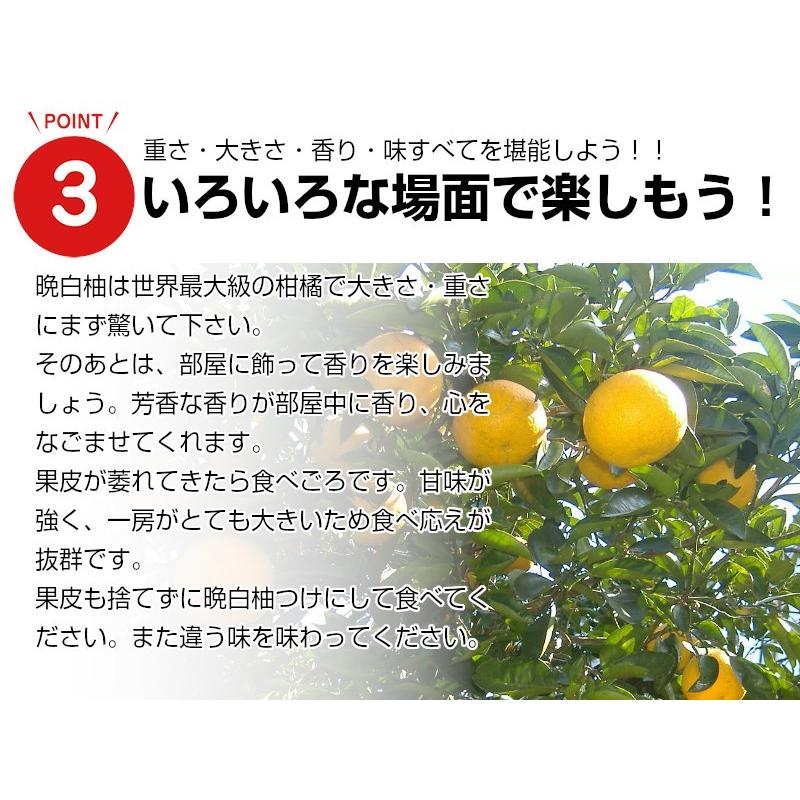 熊本特産　晩白柚２玉 化粧箱 送料無料 果物ギフト ギフト・ご贈答用