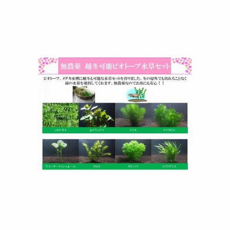 越冬可能水草セット 無農薬 メダカ 金魚 ビオトープに 通販 Lineポイント最大0 5 Get Lineショッピング
