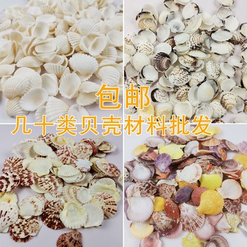 天然貝殼海螺蛤蜊扇貝殼椰子貝鳥尾蛤魚缸地臺櫥窗擺件貼墻ID手工