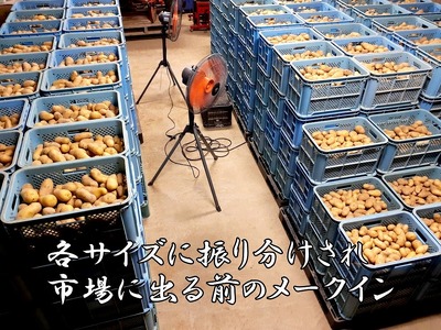 北海道上ノ国町産 おいしい馬鈴薯「メークイン」 2Lサイズ10㎏