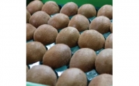 ZE6362n_和歌山県産 キウイフルーツ 1.2kg(サイズ混合)